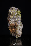20474 - Top Beautiful Native Gold In Its Hydrothermal Quartz Matrix New Location Aouserd Occidental Sahara