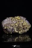 20474 - Top Beautiful Native Gold In Its Hydrothermal Quartz Matrix New Location Aouserd Occidental Sahara