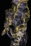 20475 - Top Beautiful Native Gold In Its Hydrothermal Quartz Matrix New Location Aouserd Occidental Sahara