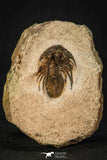 30597 - Well Prepared 1.54 Inch Kolihapeltis Lower Devonian Trilobite