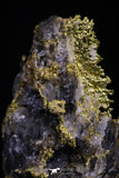 20475 - Top Beautiful Native Gold In Its Hydrothermal Quartz Matrix New Location Aouserd Occidental Sahara