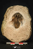 30597 - Well Prepared 1.54 Inch Kolihapeltis Lower Devonian Trilobite