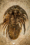 30597 - Well Prepared 1.54 Inch Kolihapeltis Lower Devonian Trilobite