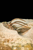 30597 - Well Prepared 1.54 Inch Kolihapeltis Lower Devonian Trilobite
