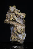 20476 - Top Beautiful Native Gold In Its Hydrothermal Quartz Matrix New Location Aouserd Occidental Sahara