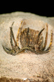 30597 - Well Prepared 1.54 Inch Kolihapeltis Lower Devonian Trilobite