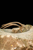 30597 - Well Prepared 1.54 Inch Kolihapeltis Lower Devonian Trilobite