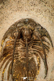 30597 - Well Prepared 1.54 Inch Kolihapeltis Lower Devonian Trilobite