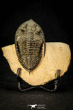 30598 - Finest Quality 2.44 Inch  Zlichovaspis rugosa Lower Devonian Trilobite