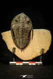 30598 - Finest Quality 2.44 Inch  Zlichovaspis rugosa Lower Devonian Trilobite
