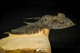 30598 - Finest Quality 2.44 Inch  Zlichovaspis rugosa Lower Devonian Trilobite