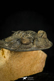 30598 - Finest Quality 2.44 Inch  Zlichovaspis rugosa Lower Devonian Trilobite