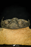 30598 - Finest Quality 2.44 Inch  Zlichovaspis rugosa Lower Devonian Trilobite