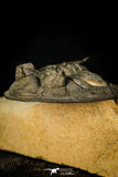30598 - Finest Quality 2.44 Inch  Zlichovaspis rugosa Lower Devonian Trilobite