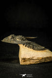 30598 - Finest Quality 2.44 Inch  Zlichovaspis rugosa Lower Devonian Trilobite