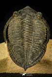 30599 - Top Well Prepared "Flying" 2.85 Inch  Zlichovaspis rugosa Lower Devonian Trilobite