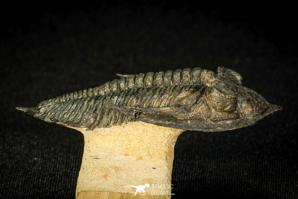 30599 - Top Well Prepared "Flying" 2.85 Inch  Zlichovaspis rugosa Lower Devonian Trilobite