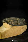 30599 - Top Well Prepared "Flying" 2.85 Inch  Zlichovaspis rugosa Lower Devonian Trilobite