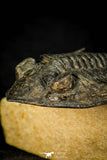 30599 - Top Well Prepared "Flying" 2.85 Inch  Zlichovaspis rugosa Lower Devonian Trilobite