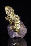 20478 - Top Beautiful Native Gold In Its Hydrothermal Quartz Matrix New Location Aouserd Occidental Sahara