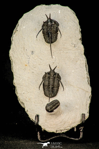 30600 - Beautiful Association 2 "Devil Horned" Cyphaspis walteri + Gerastos sp Devonian Trilobites