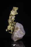 20478 - Top Beautiful Native Gold In Its Hydrothermal Quartz Matrix New Location Aouserd Occidental Sahara
