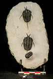30600 - Beautiful Association 2 "Devil Horned" Cyphaspis walteri + Gerastos sp Devonian Trilobites