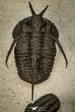 30600 - Beautiful Association 2 "Devil Horned" Cyphaspis walteri + Gerastos sp Devonian Trilobites