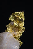 20478 - Top Beautiful Native Gold In Its Hydrothermal Quartz Matrix New Location Aouserd Occidental Sahara