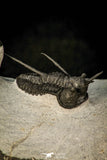30600 - Beautiful Association 2 "Devil Horned" Cyphaspis walteri + Gerastos sp Devonian Trilobites
