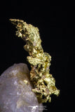 20478 - Top Beautiful Native Gold In Its Hydrothermal Quartz Matrix New Location Aouserd Occidental Sahara