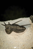 30600 - Beautiful Association 2 "Devil Horned" Cyphaspis walteri + Gerastos sp Devonian Trilobites
