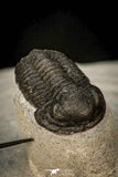 30600 - Beautiful Association 2 "Devil Horned" Cyphaspis walteri + Gerastos sp Devonian Trilobites