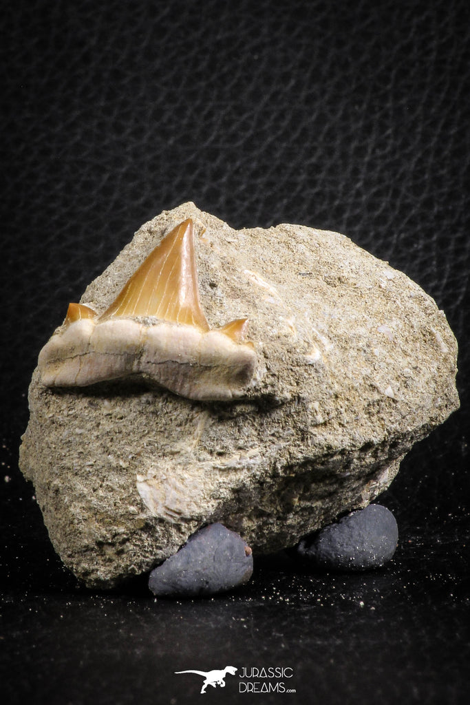 07596 - Premium Quality 0.95 Inch Cretolamna maroccana (mackerel shark) Tooth in Matrix
