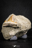 07596 - Premium Quality 0.95 Inch Cretolamna maroccana (mackerel shark) Tooth in Matrix