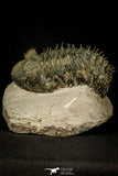 30601 - Top Huge Spiny 4.26 Inch Drotops armatus Middle Devonian Trilobite