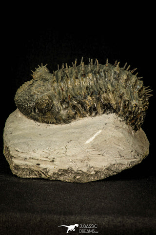 30601 - Top Huge Spiny 4.26 Inch Drotops armatus Middle Devonian Trilobite