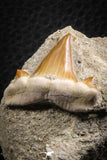 07596 - Premium Quality 0.95 Inch Cretolamna maroccana (mackerel shark) Tooth in Matrix