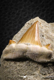 07596 - Premium Quality 0.95 Inch Cretolamna maroccana (mackerel shark) Tooth in Matrix