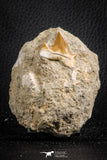 07597 - Premium Quality 0.76 Inch Cretolamna maroccana (mackerel shark) Tooth in Matrix