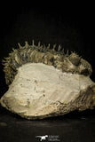 30601 - Top Huge Spiny 4.26 Inch Drotops armatus Middle Devonian Trilobite