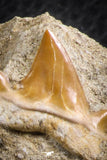 07597 - Premium Quality 0.76 Inch Cretolamna maroccana (mackerel shark) Tooth in Matrix