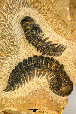 30656 - Beautiful Association of 2 Crotalocephalina (Crotalocephalus) gibbus Lower Devonian Trilobites