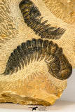 30656 - Beautiful Association of 2 Crotalocephalina (Crotalocephalus) gibbus Lower Devonian Trilobites