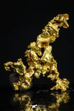 20480 - Top Beautiful Native Gold New Location Aouserd Occidental Sahara