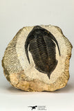 30654 - Well preserved 2.90 Inch  Zlichovaspis rugosa Lower Devonian Trilobite
