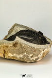 30654 - Well preserved 2.90 Inch  Zlichovaspis rugosa Lower Devonian Trilobite