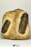 30655 - Top Beautiful Association of 2 Crotalocephalina (Crotalocephalus) gibbus Lower Devonian Trilobites