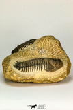 30655 - Top Beautiful Association of 2 Crotalocephalina (Crotalocephalus) gibbus Lower Devonian Trilobites
