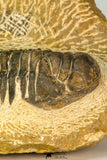 30655 - Top Beautiful Association of 2 Crotalocephalina (Crotalocephalus) gibbus Lower Devonian Trilobites